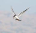 Forster's tern (Sterna forsteri) in flight Royalty Free Stock Photo